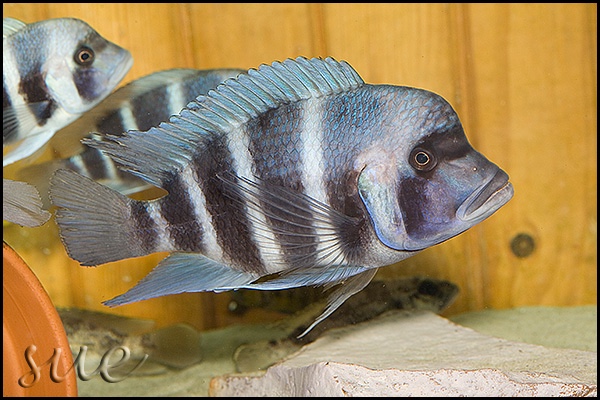 Cyphotilapia gibberosa 'Cape Nangu'
